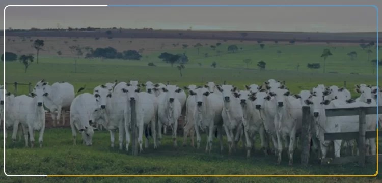 Como a tecnologia ajuda a reduzir custos com a gestão dos fluxos documentais no agronegócio?