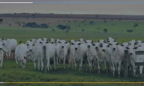 Como a tecnologia ajuda a reduzir custos com a gestão dos fluxos documentais no agronegócio? Como a tecnologia ajuda a reduzir custos com a gestão dos fluxos documentais no agronegócio?