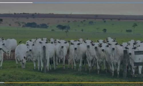 Como a tecnologia ajuda a reduzir custos com a gestão dos fluxos documentais no agronegócio?